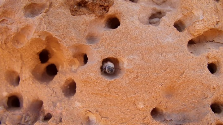 Bees Desert faqs