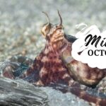 Is the mimic octopus poisonous