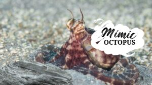 Is the mimic octopus poisonous