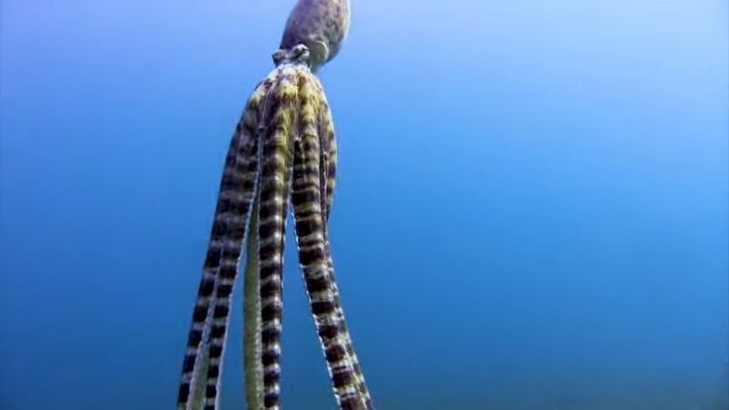 The mimic octopus defense mechanisms 