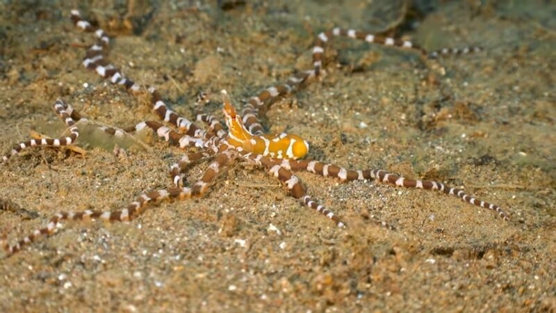 The mimic octopus mimics other animals 