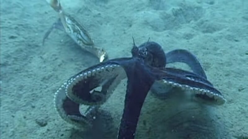 The mimic octopus toxicity