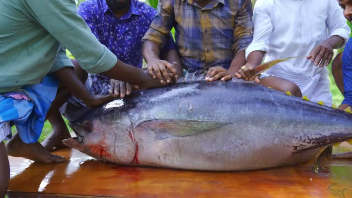 Tuna, a saltwater fish found in warm seas