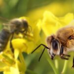 What is the lifespan of bees