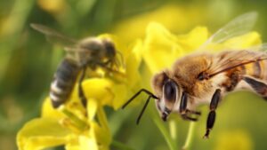 What is the lifespan of bees