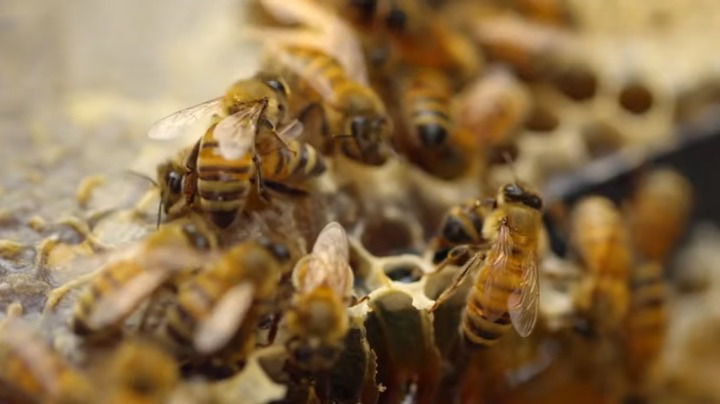 bees Colony