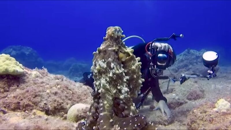 the mimic octopus faces threats from human-induced habitat destruction